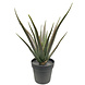 Greenmoods Kunstig Agave Plante UV 65cm