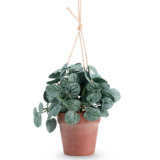 Greenmoods Kunstig Peperomia Busk i Hengende Potte 29 cm