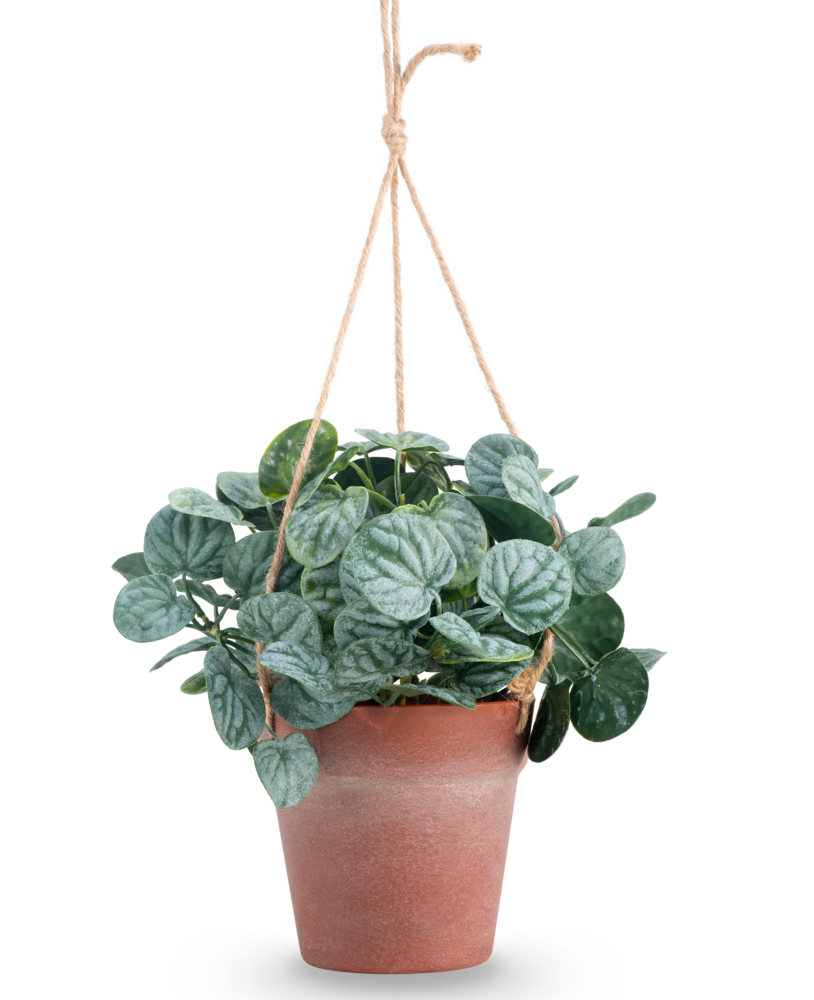 Greenmoods Kunstig Peperomia Busk i Hengende Potte 29 cm