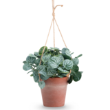 Greenmoods Kunstig Peperomia Busk i Hengende Potte 29 cm