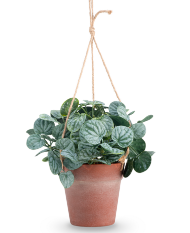 Greenmoods Kunstig Peperomia Busk i Hengende Potte 29 cm