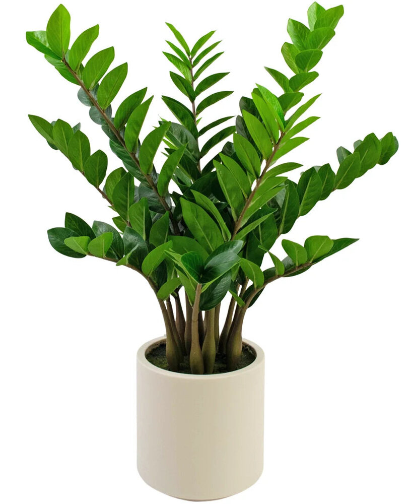 Greenmoods Kunstig Zamioculcas i Beige Krukke 80cm