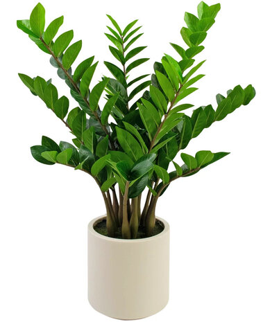 Greenmoods Kunstig Zamioculcas i Beige Krukke 80cm