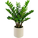 Greenmoods Kunstig Zamioculcas i Beige Krukke 80cm