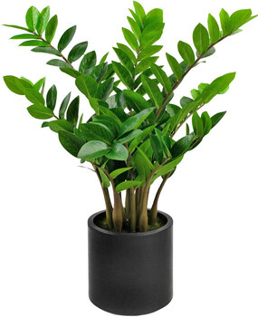 Greenmoods Kunstig Zamioculcas i Sort Krukke 80cm