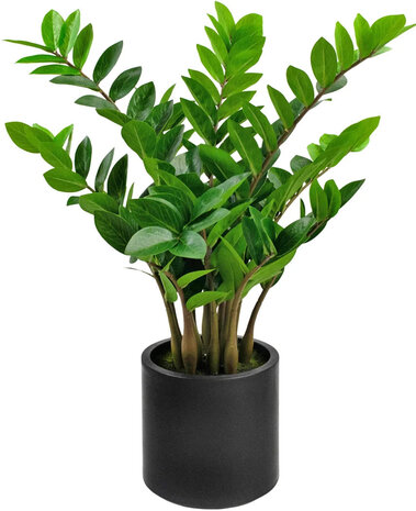 Greenmoods Kunstig Zamioculcas i Sort Krukke 80cm