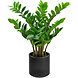 Greenmoods Kunstig Zamioculcas i Sort Krukke 80cm