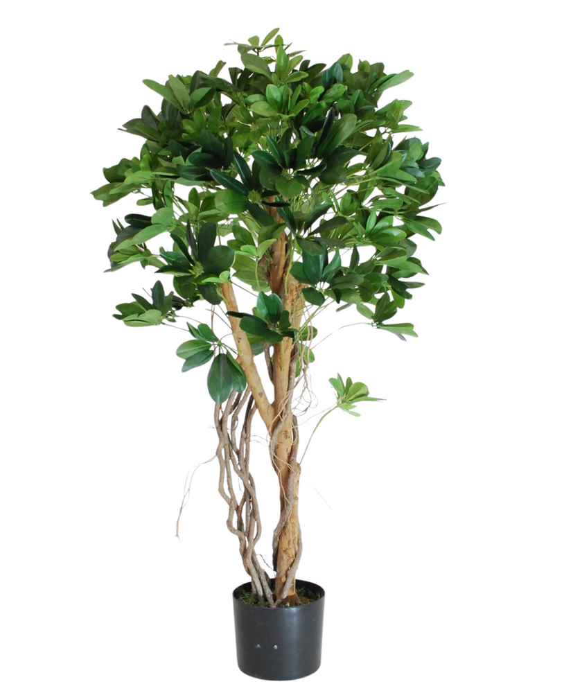 Greenmoods Kunstig Schefflera Tre Unik 120cm