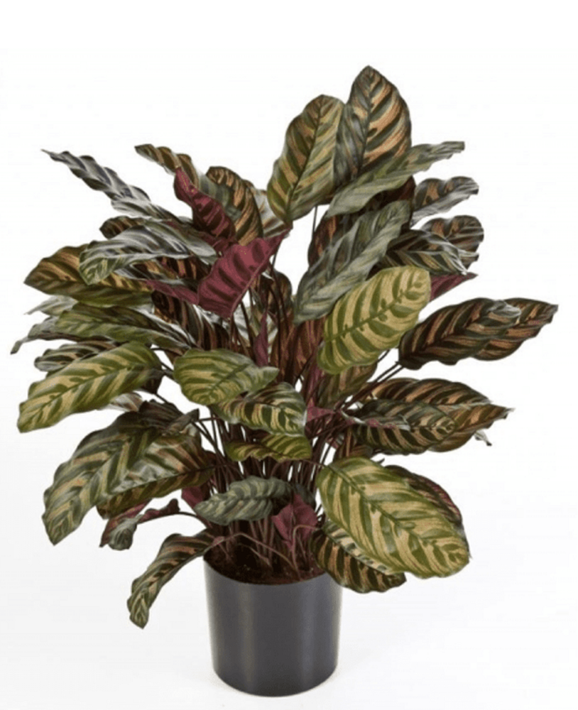 Greenmoods Kunstig plante Calathea 60 cm Grønn/rød