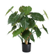 Greenmoods Kunstig Syngonium Plante 70 cm