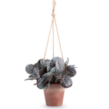 Greenmoods Kunstig Peperomia Caperata i Hengende Potte 18 cm