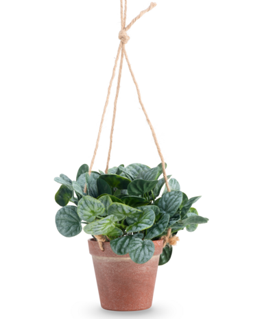 Greenmoods Kunstig  Peperomia i Hengende Potte 18 cm