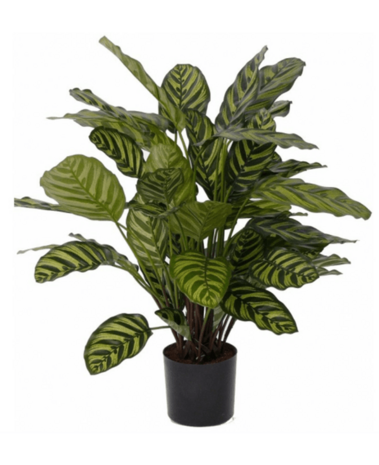 Greenmoods Kunstig Plante Calathea 60 cm