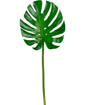 Greenmoods Kunstig blad Monstera 88 cm