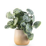 Greenmoods Kunstig Peperomia Busk 18 cm