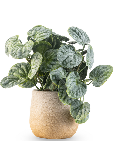 Greenmoods Kunstig Peperomia Busk 18 cm