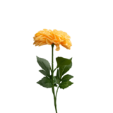 Greenmoods Kunstig Georgine Lotte Real Touch Fersken 72 cm