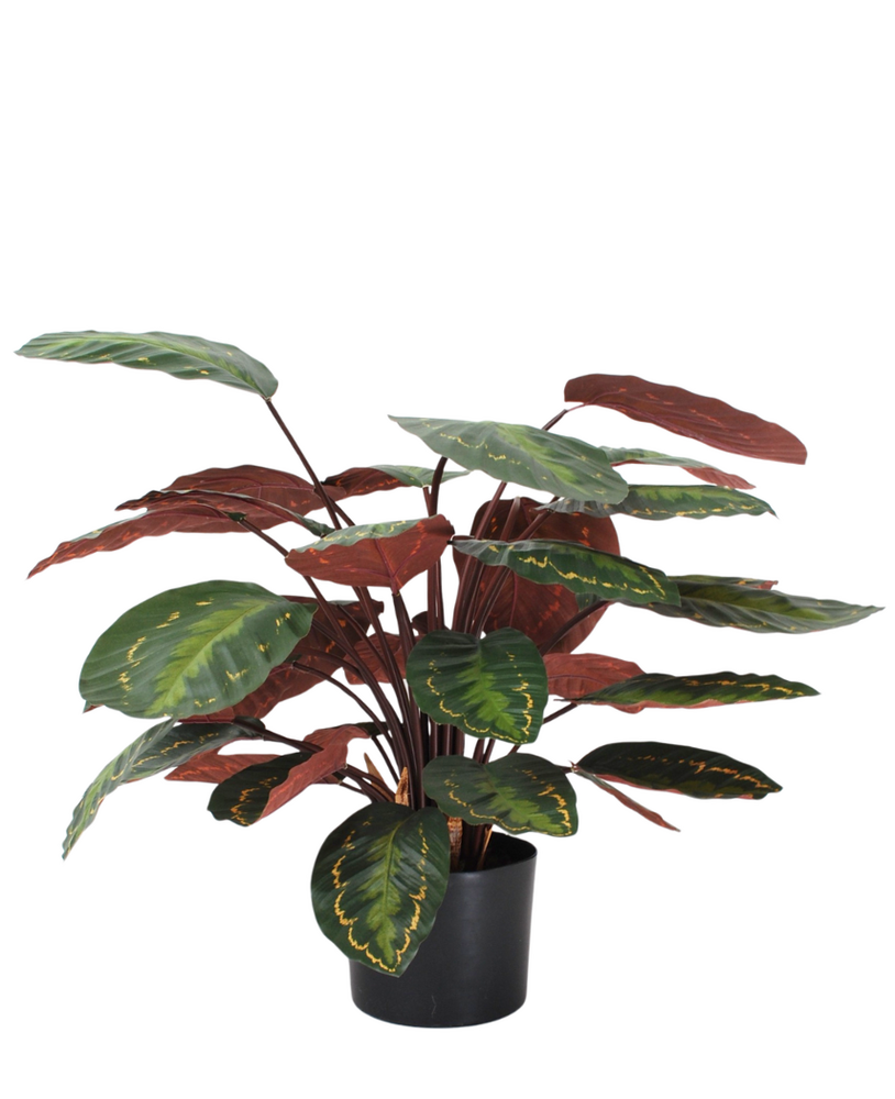 Greenmoods Kunstig Calathea Medallion Burgunder 70 cm