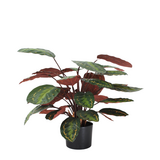 Greenmoods Kunstig Calathea Medallion Burgunder 70 cm