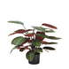Greenmoods Kunstig Calathea Medallion Burgunder 70 cm