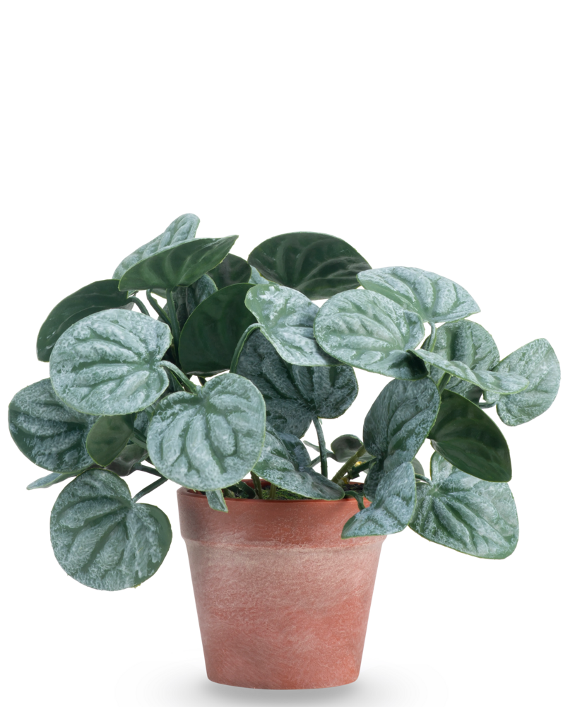 Greenmoods Kunstig Peperomia Busk Grønn i Terrapotte 16 cm