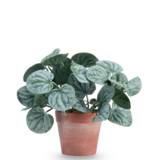 Greenmoods Kunstig Peperomia Busk Grønn i Terrapotte 16 cm