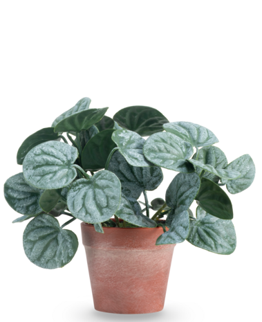 Greenmoods Kunstig Peperomia Busk Grønn i Terrapotte 16 cm