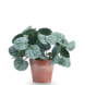 Greenmoods Kunstig Peperomia Busk Grønn i Terrapotte 16 cm