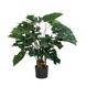 Greenmoods Kunstig Monstera Philo 70 cm