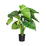 Greenmoods Kunstig Alocasia Elefantøre 70cm