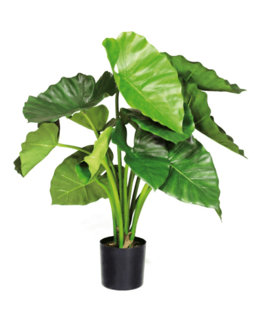 Greenmoods Kunstig Alocasia Elefantøre 70cm