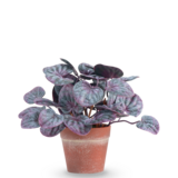 Greenmoods Kunstig Peperomia Caperata Lilla i Terrapotte 16 cm