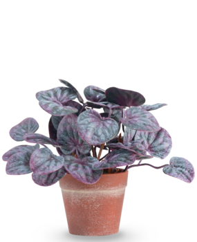 Greenmoods Kunstig Peperomia Caperata Lilla i Terrapotte 16 cm