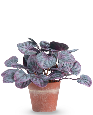 Greenmoods Kunstig Peperomia Caperata Lilla i Terrapotte 16 cm