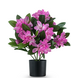 Greenmoods Kunstig Rhododendron Busk Rosa 42 cm