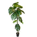 Greenmoods Kunstig Monstera Split 180 cm