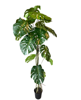Greenmoods Kunstig Monstera Split 180 cm