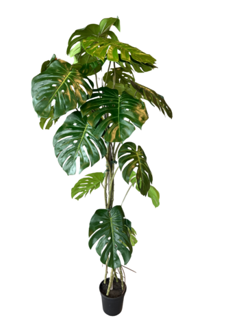 Greenmoods Kunstig Monstera Split 180 cm