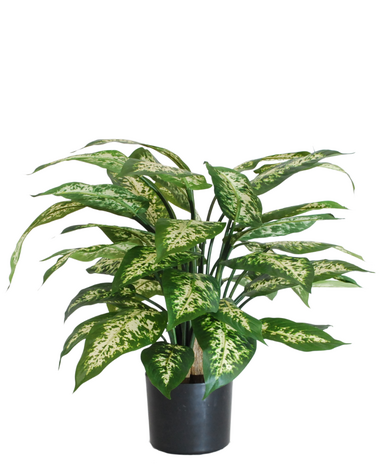 Greenmoods Kunstig Dieffenbachia Fyldig 60cm