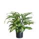 Greenmoods Kunstig Dieffenbachia Fyldig 60cm