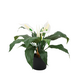 Greenmoods Kunstig Spathiphyllum Fredslilje 50 cm