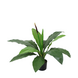 Greenmoods Kunstig Anthurium Plante 50 cm