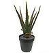 Greenmoods Kunstig Agave Plante UV 35 cm