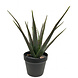 Greenmoods Kunstig Agave Plante UV 45 cm