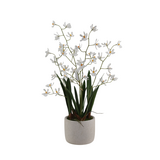 Greenmoods Kunstig Mini-Ascda Orkide Hvit 4 stilker 60cm