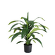 Greenmoods Kunstig Draceana Fragrans Plante 65 cm