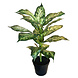 Greenmoods Kunstig Dieffenbachia Plante UV 40cm