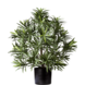 Greenmoods Kunstig Podocarpus i Potte Brannsikker 47cm