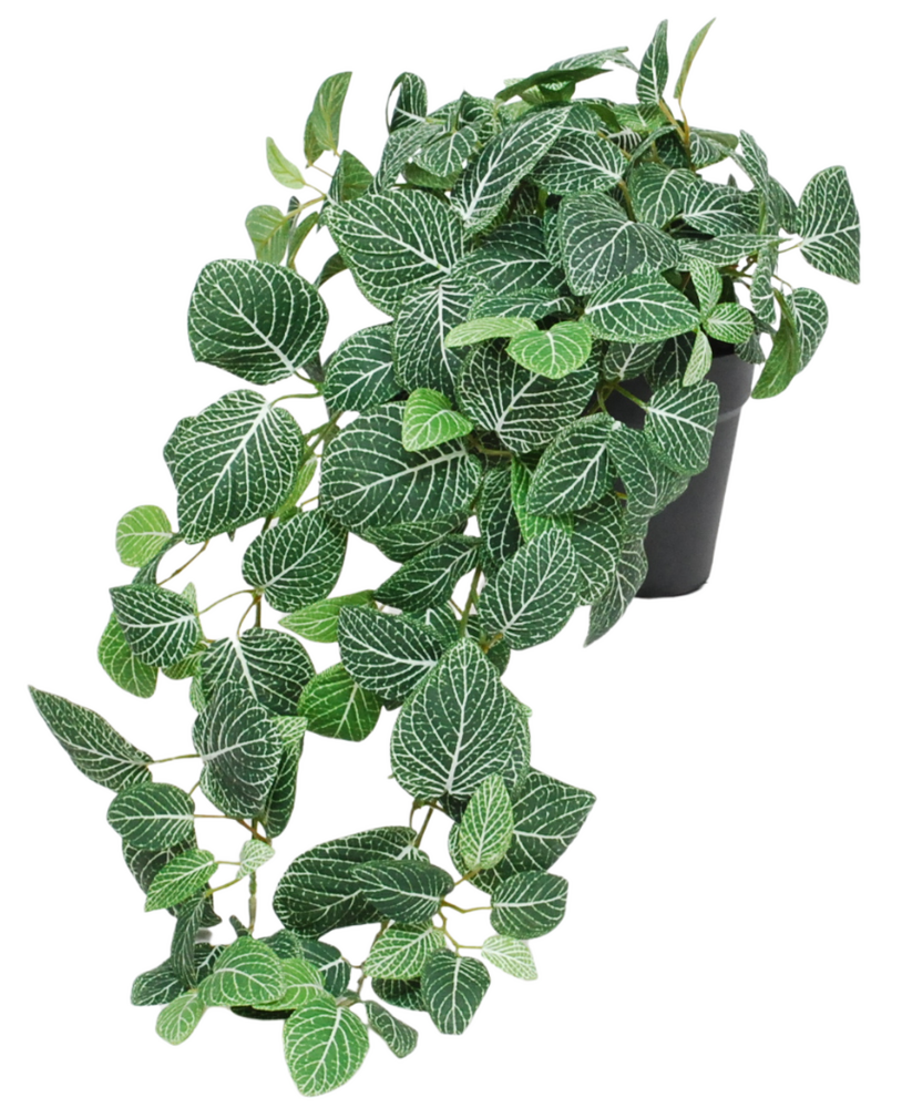 Greenmoods Kunstig Hengeplante Fittonia Grønnhvit i Potte UV 60cm