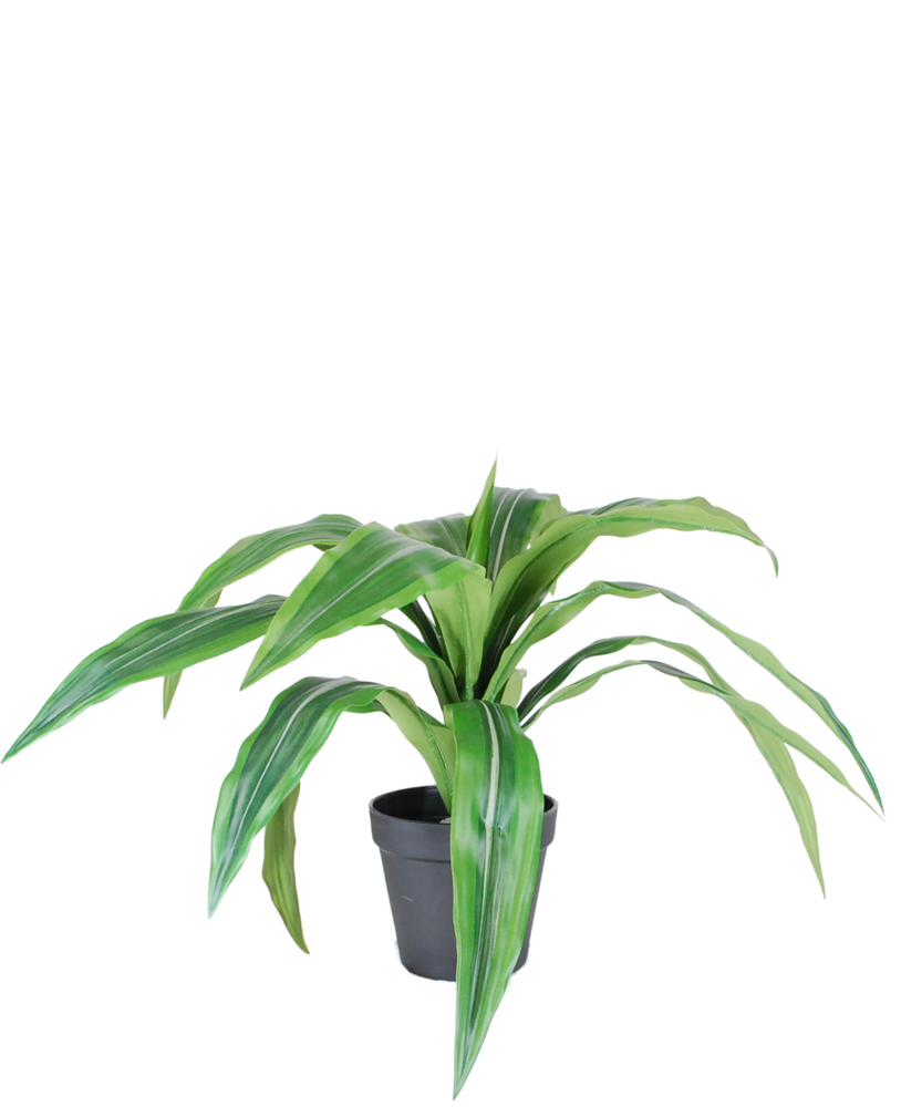 Greenmoods Kunstig Dracaena i Potte UV 50cm